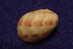 Nerita polita