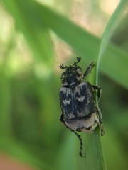 Valgus hemipterus