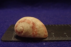 Nerita polita