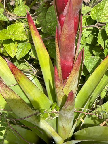 Tillandsia riverae, photograph 3