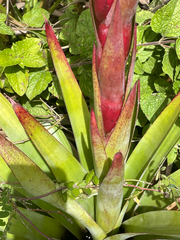 Tillandsia riverae, photograph Eric Haavind-Berman, CC0, iNaturalist via GBIF