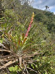 Tillandsia riverae