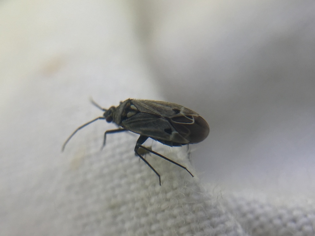 Macrotylus herrichi