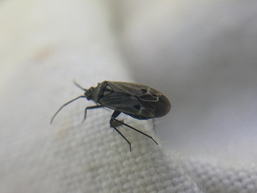 Macrotylus herrichi