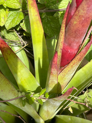 Tillandsia riverae, photograph Eric Haavind-Berman, CC0, iNaturalist via GBIF