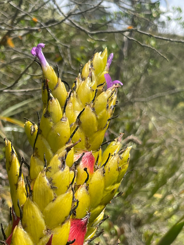 Tillandsia riverae, photograph 1