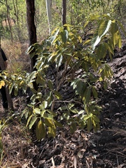Ficus virens virens