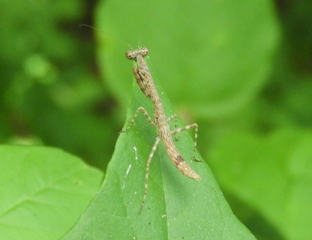 Melliera chorotega