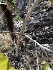 Ficus virens virens