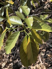 Ficus virens virens