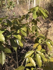 Ficus virens virens