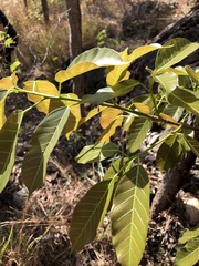 Ficus virens virens