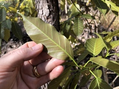 Ficus virens virens