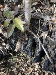 Ficus virens virens