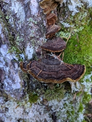 Porodaedalea