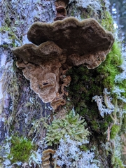 Porodaedalea