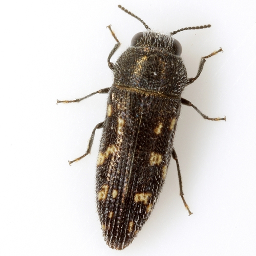 Acmaeodera neoneglecta Fisher, 1949