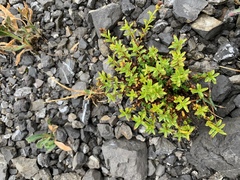 Veronica fruticulosa