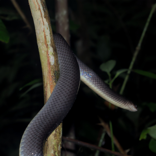 Common Mussurana
