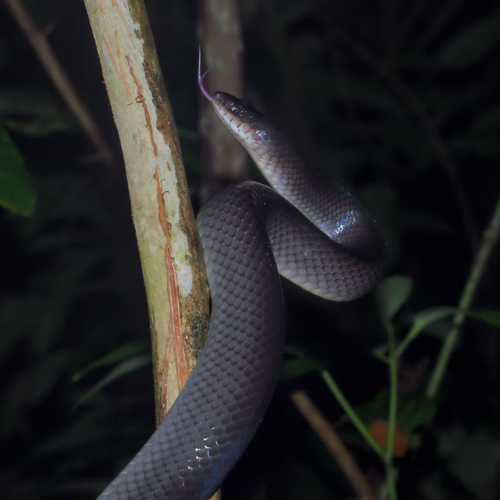 Common Mussurana