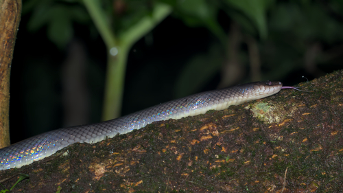 Common Mussurana
