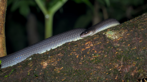 Common Mussurana