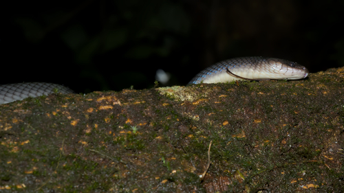 Common Mussurana