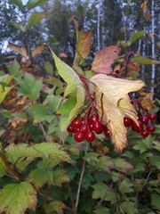 Viburnum trilobum image