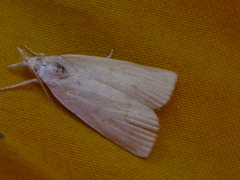 Calamotropha paludella