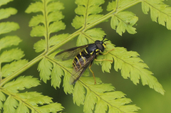 Chrysotoxum derivatum