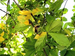 Aesculus hippocastanum