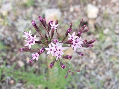Stevia viscida