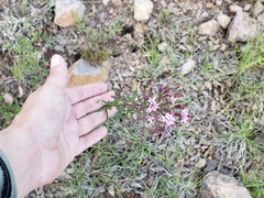 Stevia viscida