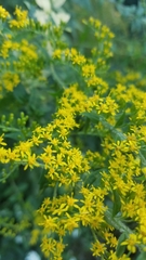 Solidago