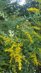 Solidago
