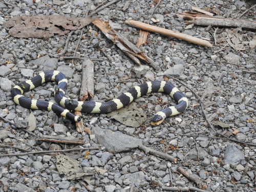 Mexican Short-tail Snake
