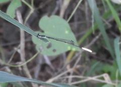 Leptobasis melinogaster