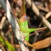 Handsome Meadow Katydid - Photo (c) Eric M Powell, some rights reserved (CC BY-NC), uploaded by Eric M Powell