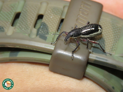 Alocorhinus succinctus