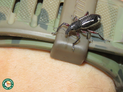 Alocorhinus succinctus