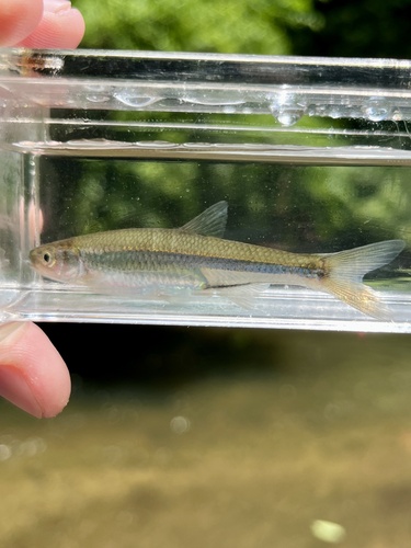 Comely shiner (Notropis amoenus) — Cyprinidae — 5