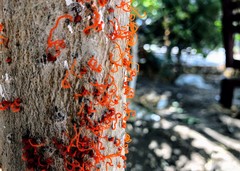 Cytospora chrysosperma