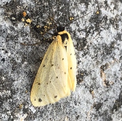 Setina irrorella