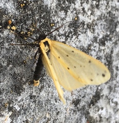 Setina irrorella