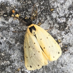 Setina irrorella