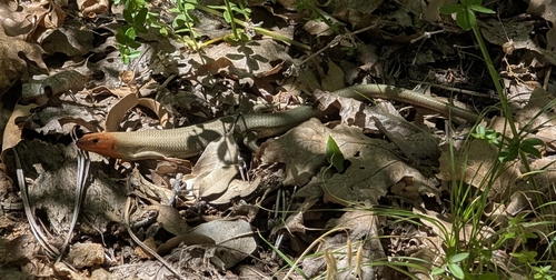 iNaturalist observation photo of Gilbert's Skink
