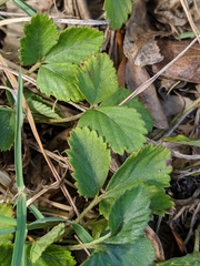 Scheinerdbeere (Potentilla indica): Herkunft und Verwendung — Foto 2