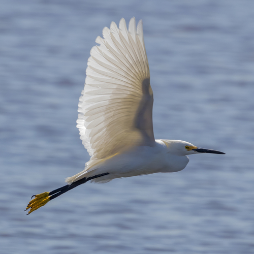 Snowy Egret photographed in North Dakota