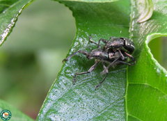 Naupactus condecoratus