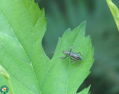 Naupactus condecoratus